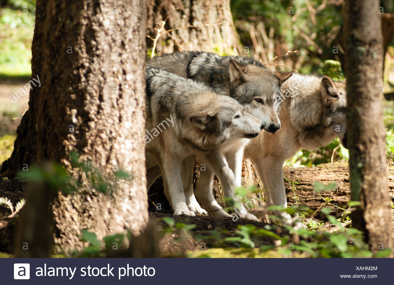 Submissive Wolf Stock Photos & Submissive Wolf Stock Images - Alamy