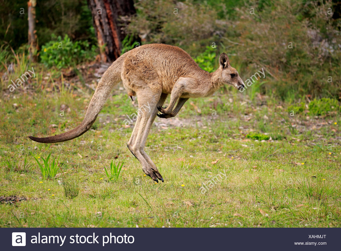 National Animal Of Wales High Resolution Stock Photography and Images ...