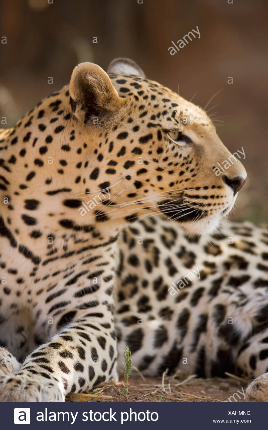 Amur Leopard Cats High Resolution Stock Photography and Images - Alamy