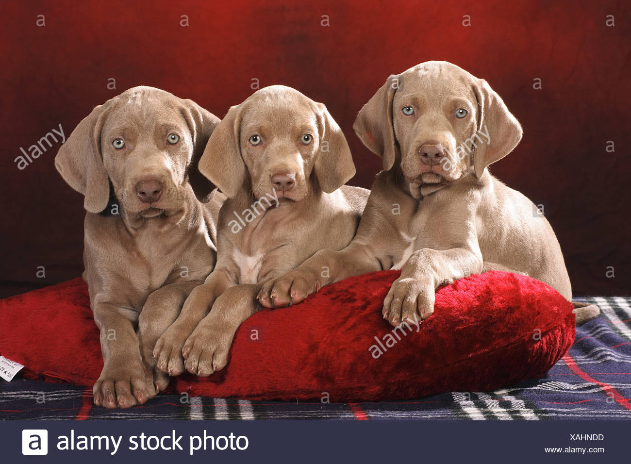 red weimaraner puppies