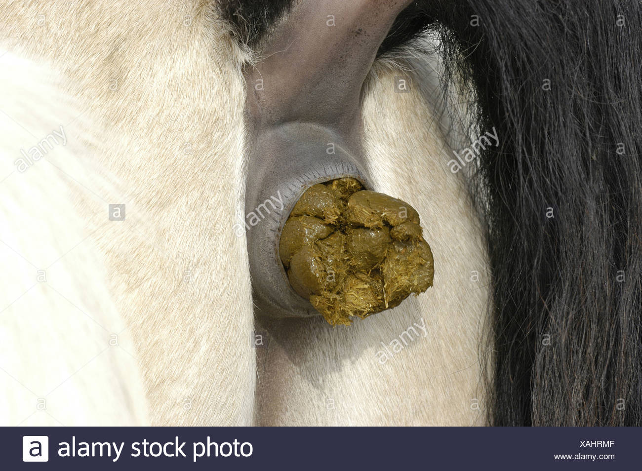 Horse Bum High Resolution Stock Photography and Images Alamy