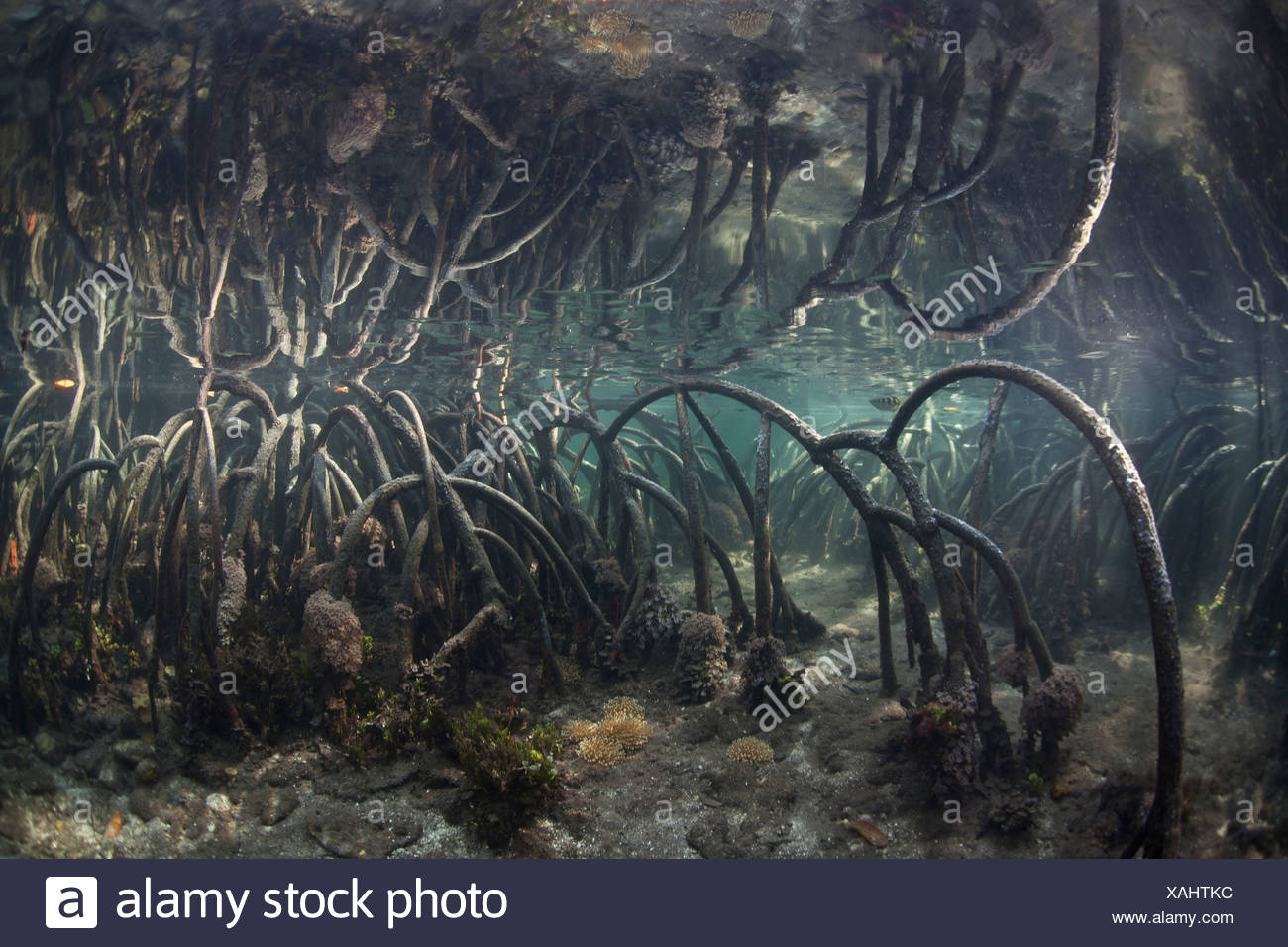 Prop Roots Rizophora Mangrove Rhizophora Sp High Resolution Stock Photography and Images - Alamy