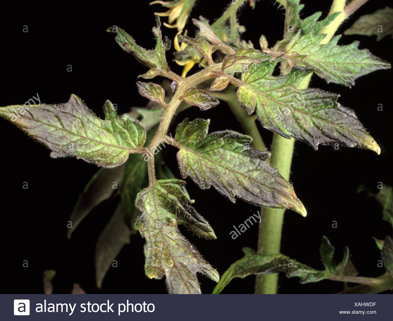 Phosphorus High Resolution Stock Photography and Images Alamy