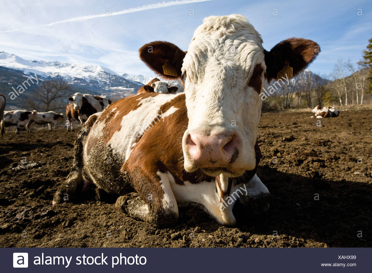 Cow Lying Down High Resolution Stock Photography and Images - Alamy