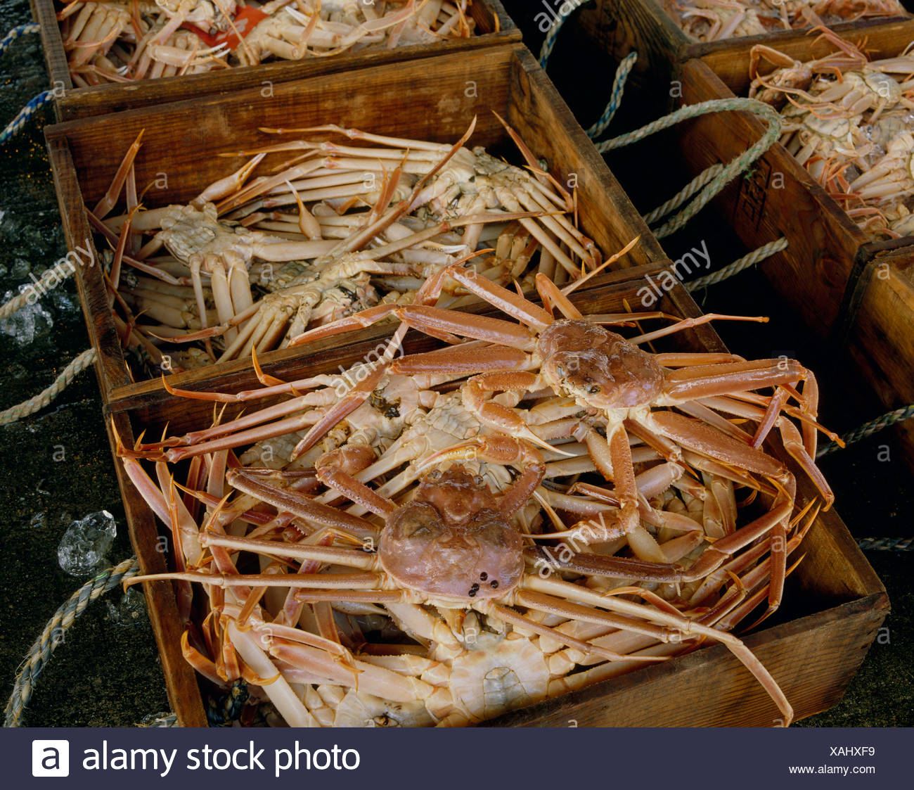 Queen Crabs Stock Photos & Queen Crabs Stock Images Alamy