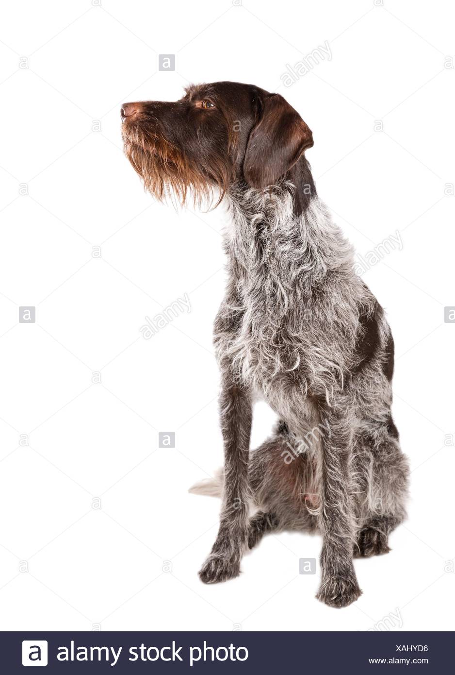 white haired pointer