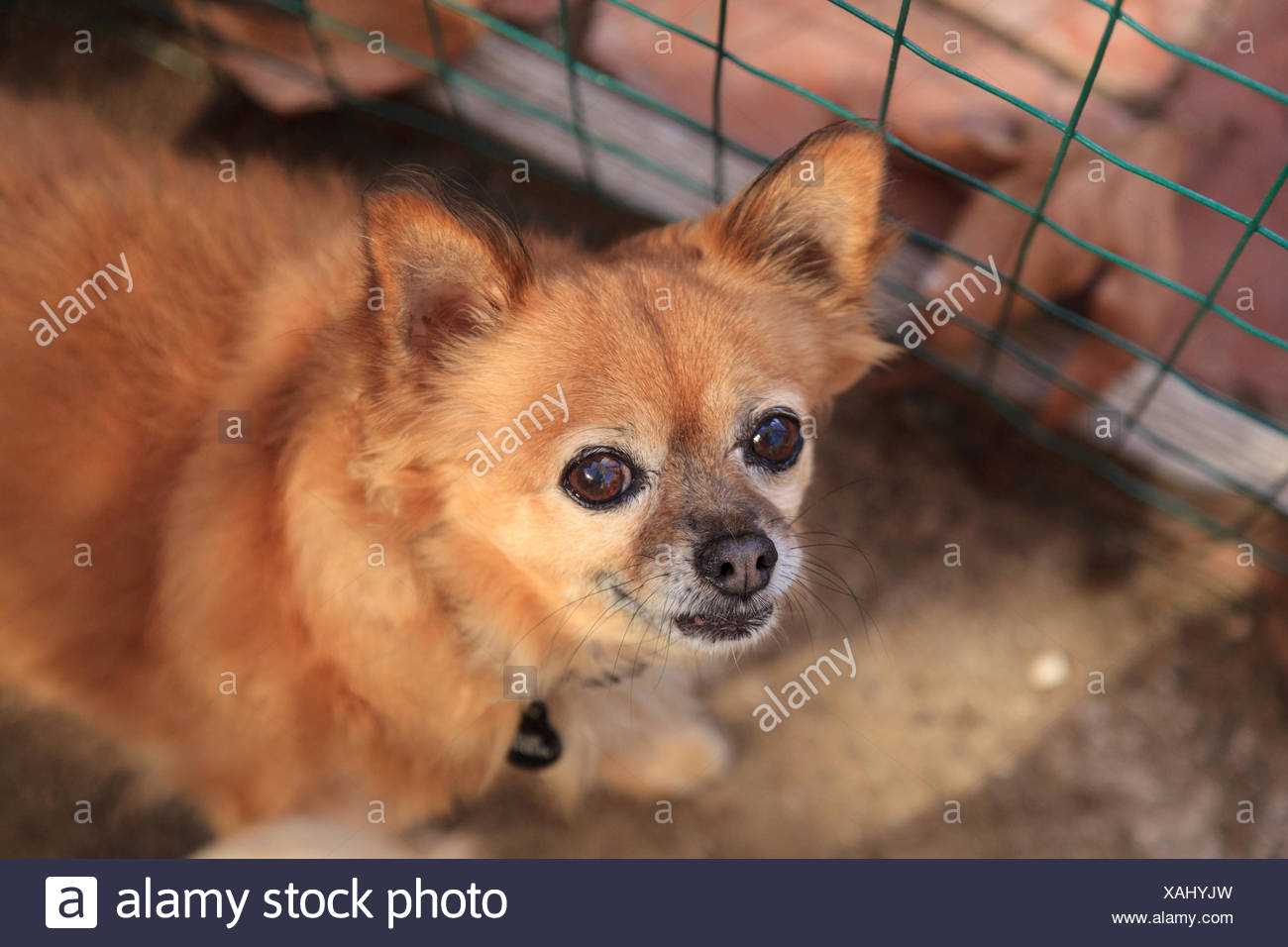 Small Long Haired Chihuahua Mixed Breed Dog Stock Photo 281907329