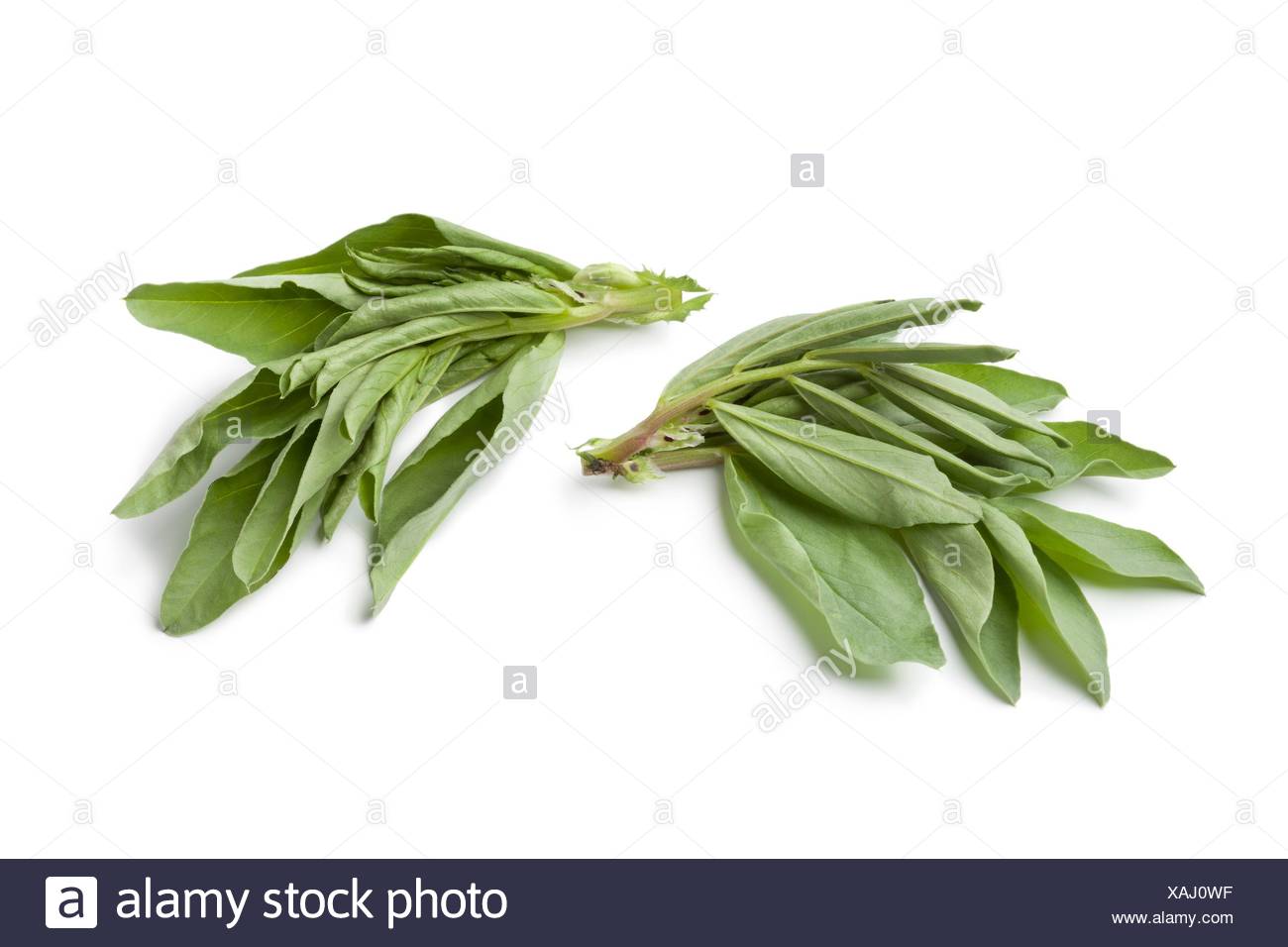 Broadbean High Resolution Stock Photography and Images - Alamy