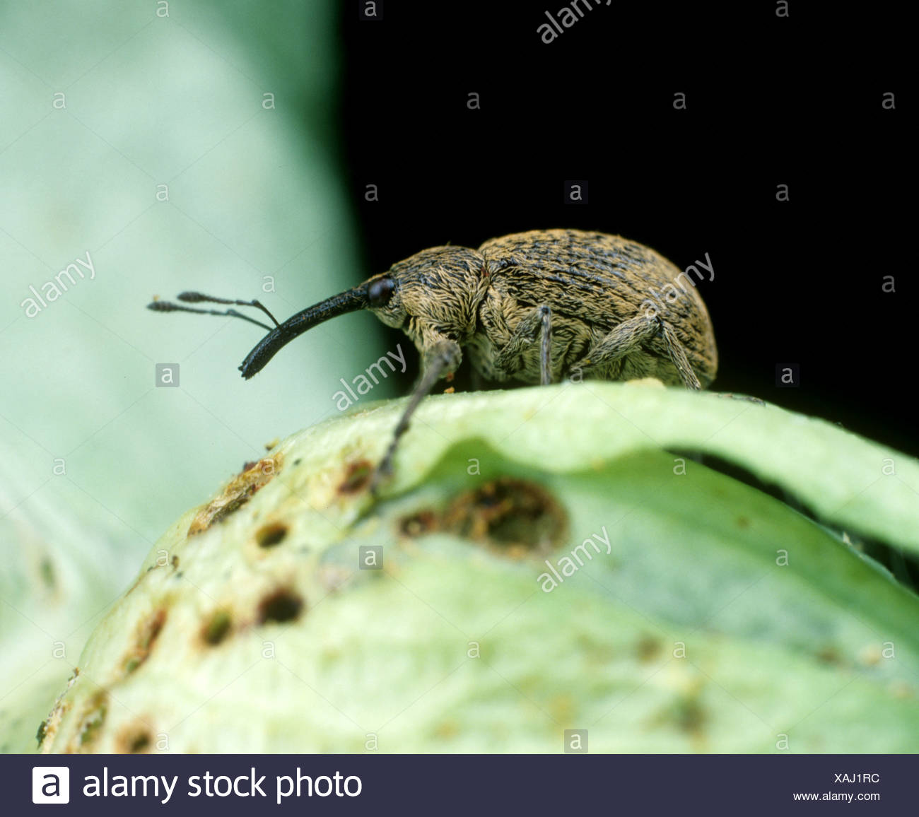 Damaged Cotton Crop High Resolution Stock Photography and Images - Alamy