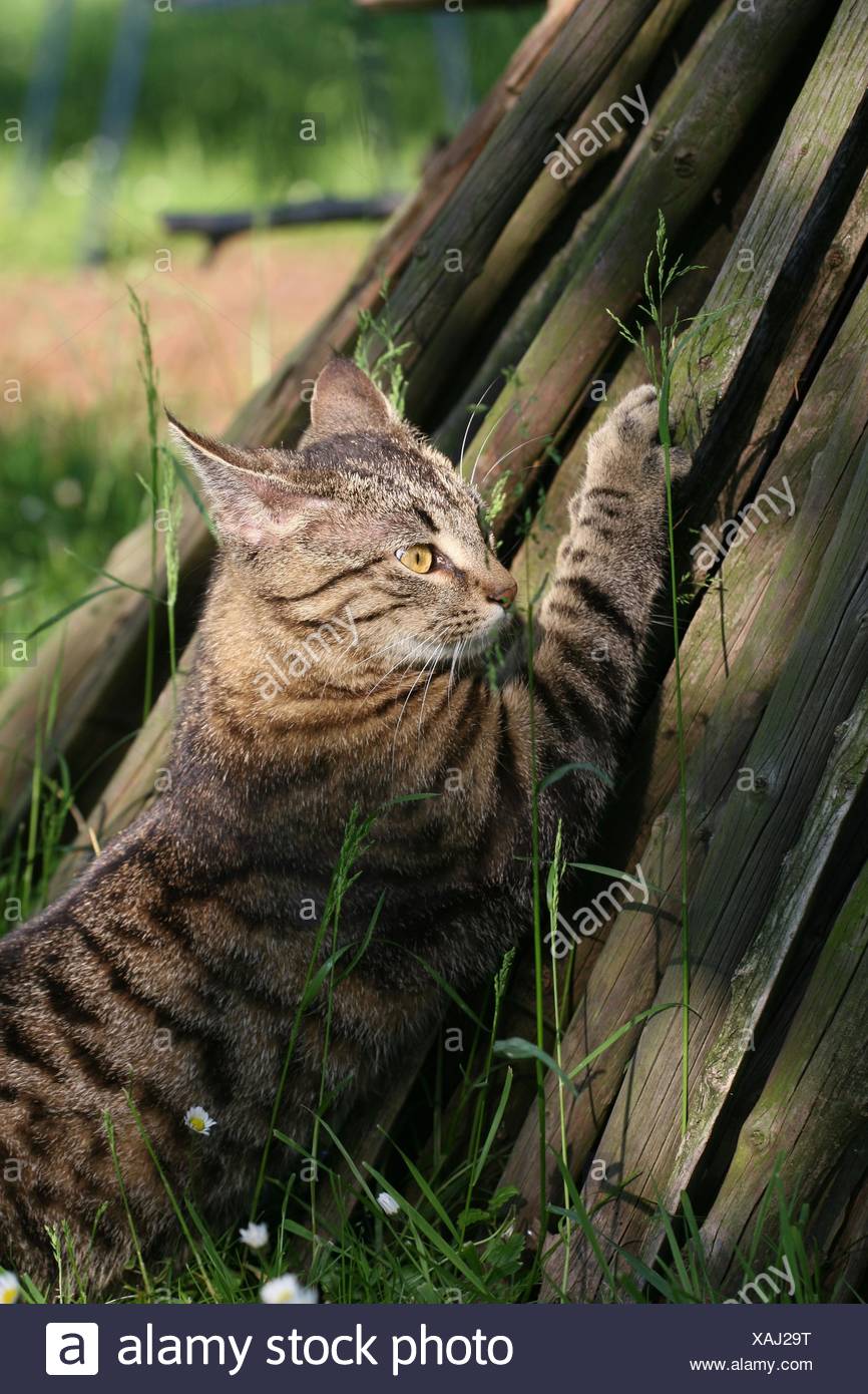 Sharpen Claws Cat High Resolution Stock Photography and Images Alamy