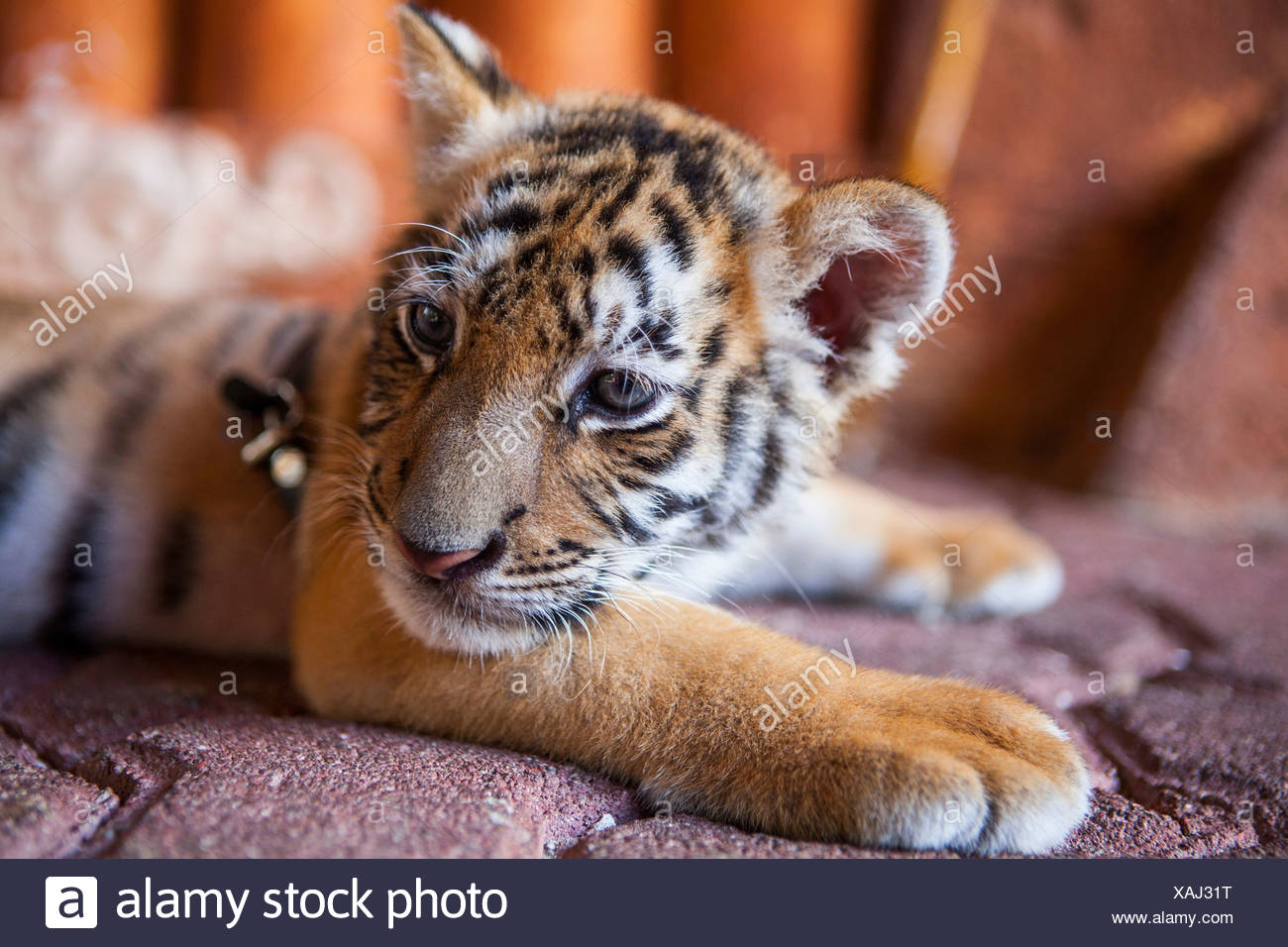 Baby Tiger Stock Photos &amp; Baby Tiger Stock Images Alamy