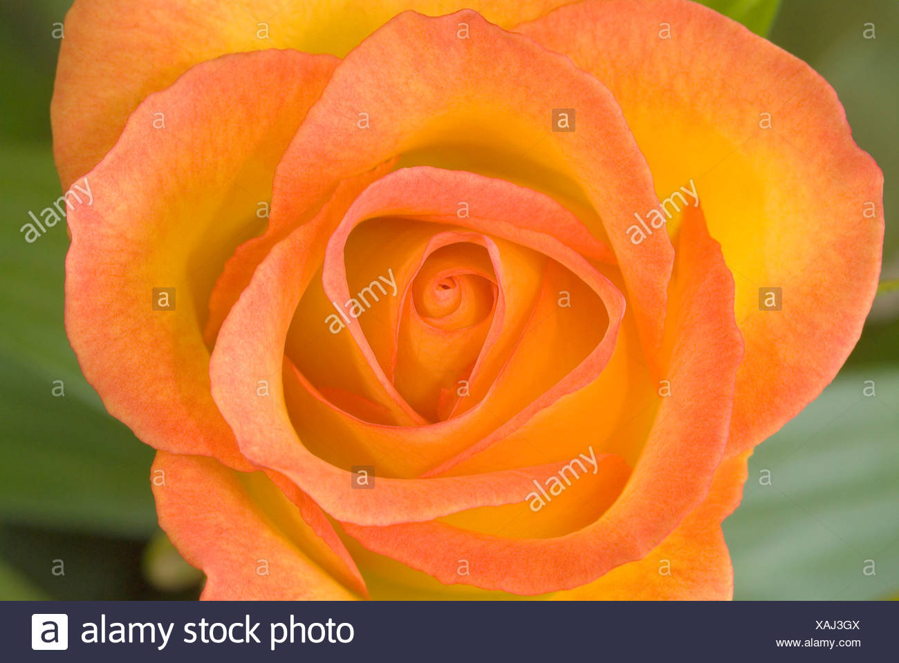 Rosa Circus group floribunda: description of the variety, especially the cultivation 45 Rosa Circus group floribunda: description of the variety, especially the cultivation 73