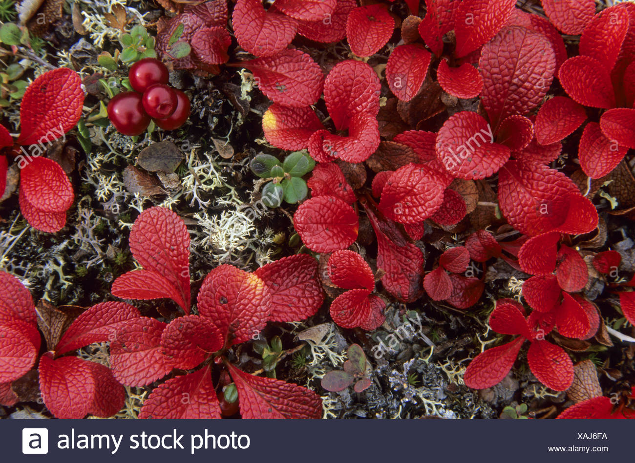 lpine Bearberry the berries appreciated by birds Stock Photo