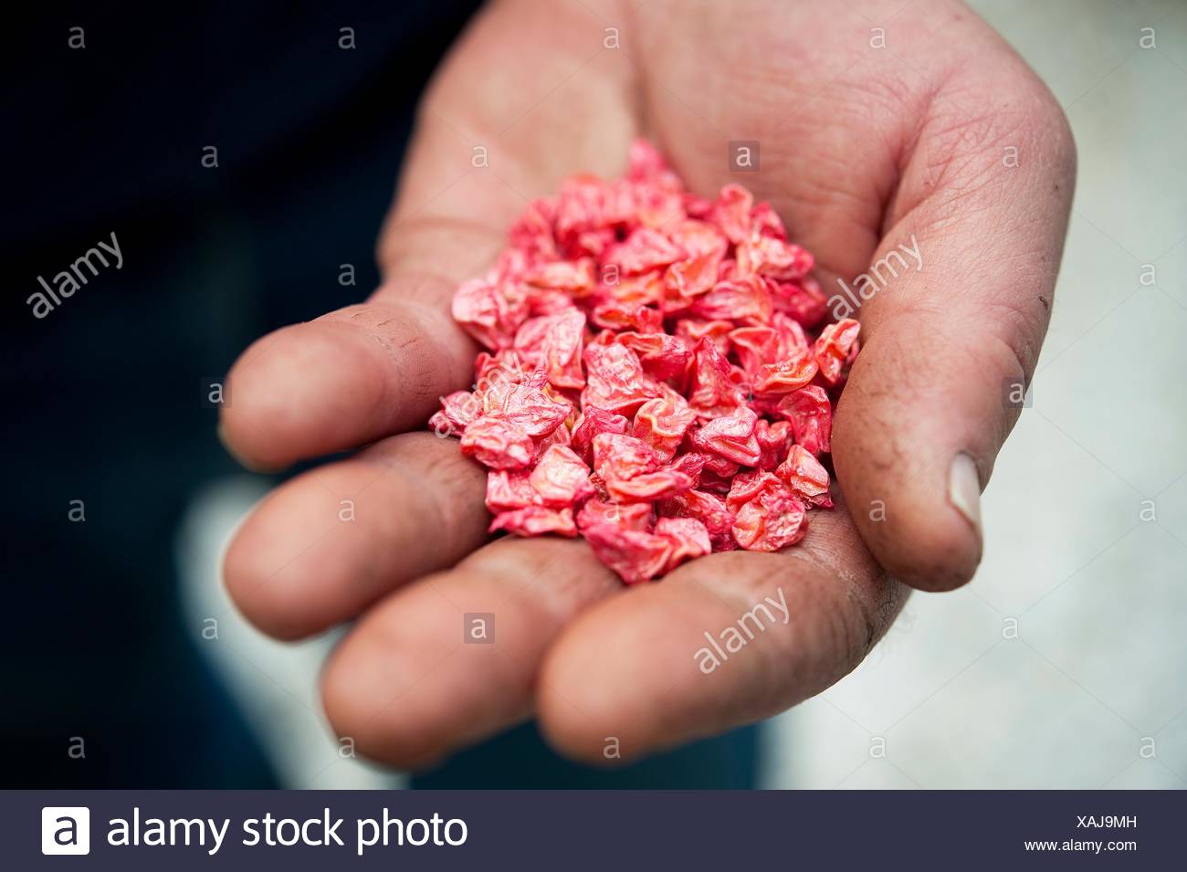 Mirai Sweet Corn Seeds In Farmer S Hand Stock Photo Alamy Mirai Sweet Corn Seeds In Farmer S Hand Stock Photo Alamy