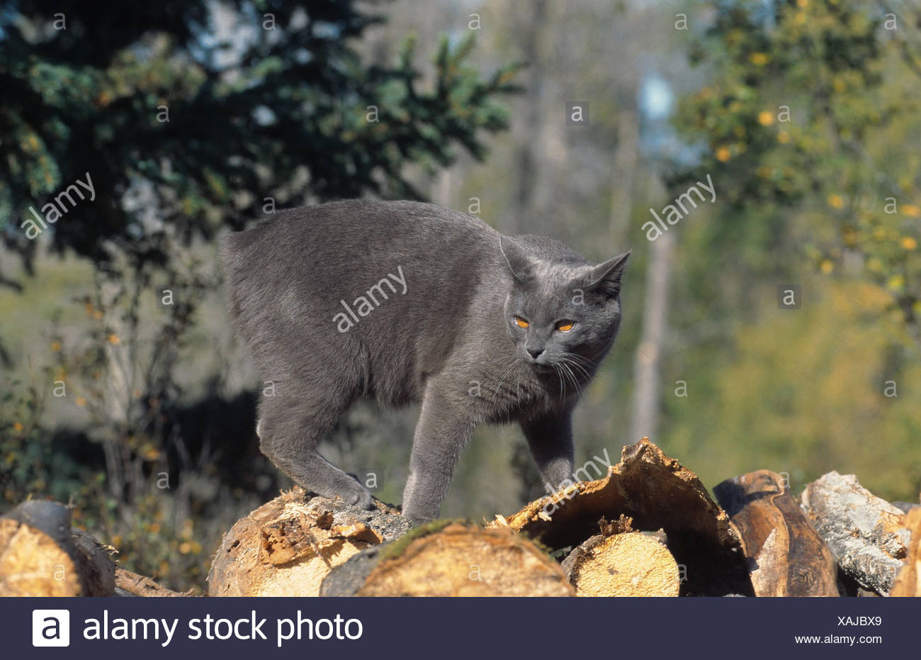 gray manx cat