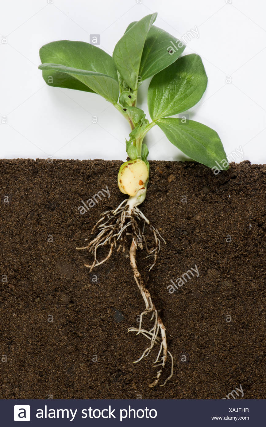 Bean Plant Roots High Resolution Stock Photography and Images Alamy