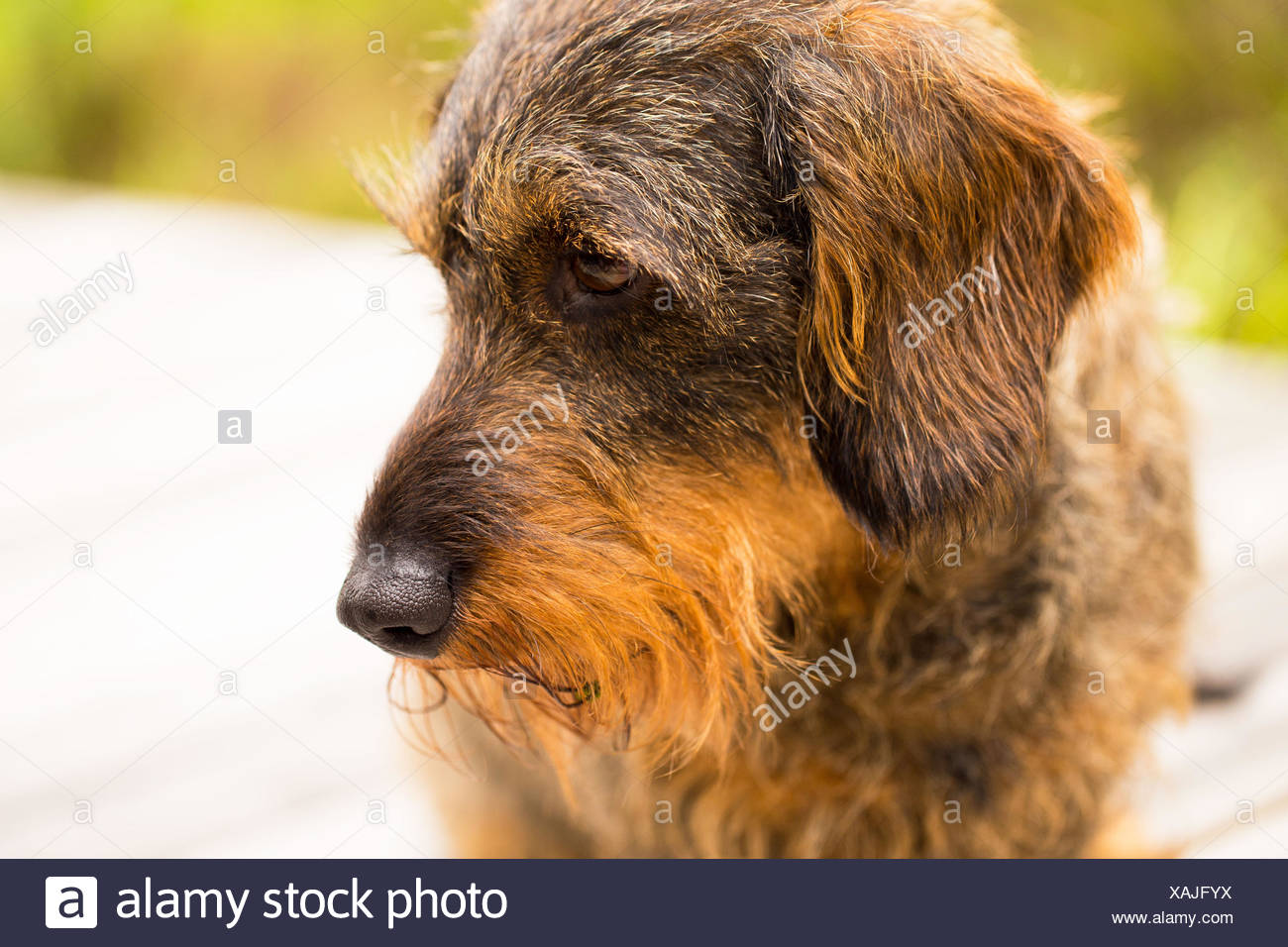 1 Animal Adorable Animal Background Black Breed Brown Canine Cute