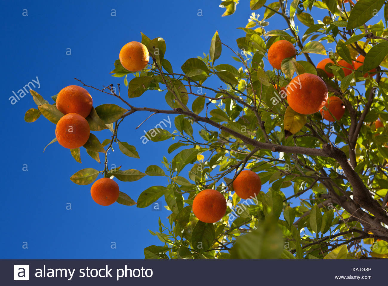 Orange Tree Citrus Sinensis Stock Photos & Orange Tree Citrus Sinensis
