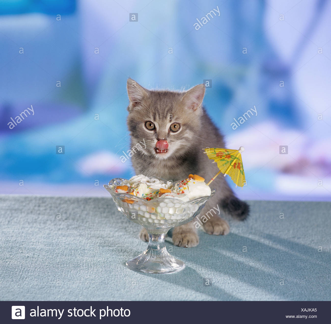 British Shorthair cat. Kitten eating from a sundae Stock Photo - Alamy British Shorthair cat. Kitten eating from a sundae Stock Photo - Alamy