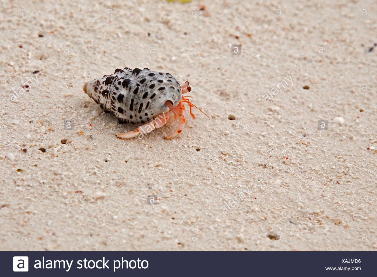Land Hermit Crabs High Resolution Stock Photography and Images - Alamy