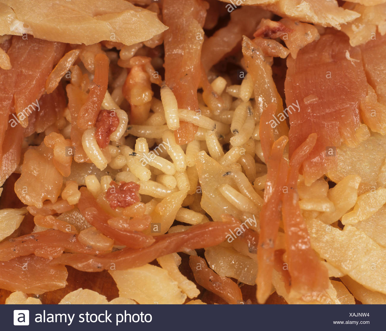 Maggots Meat High Resolution Stock Photography and Images Alamy