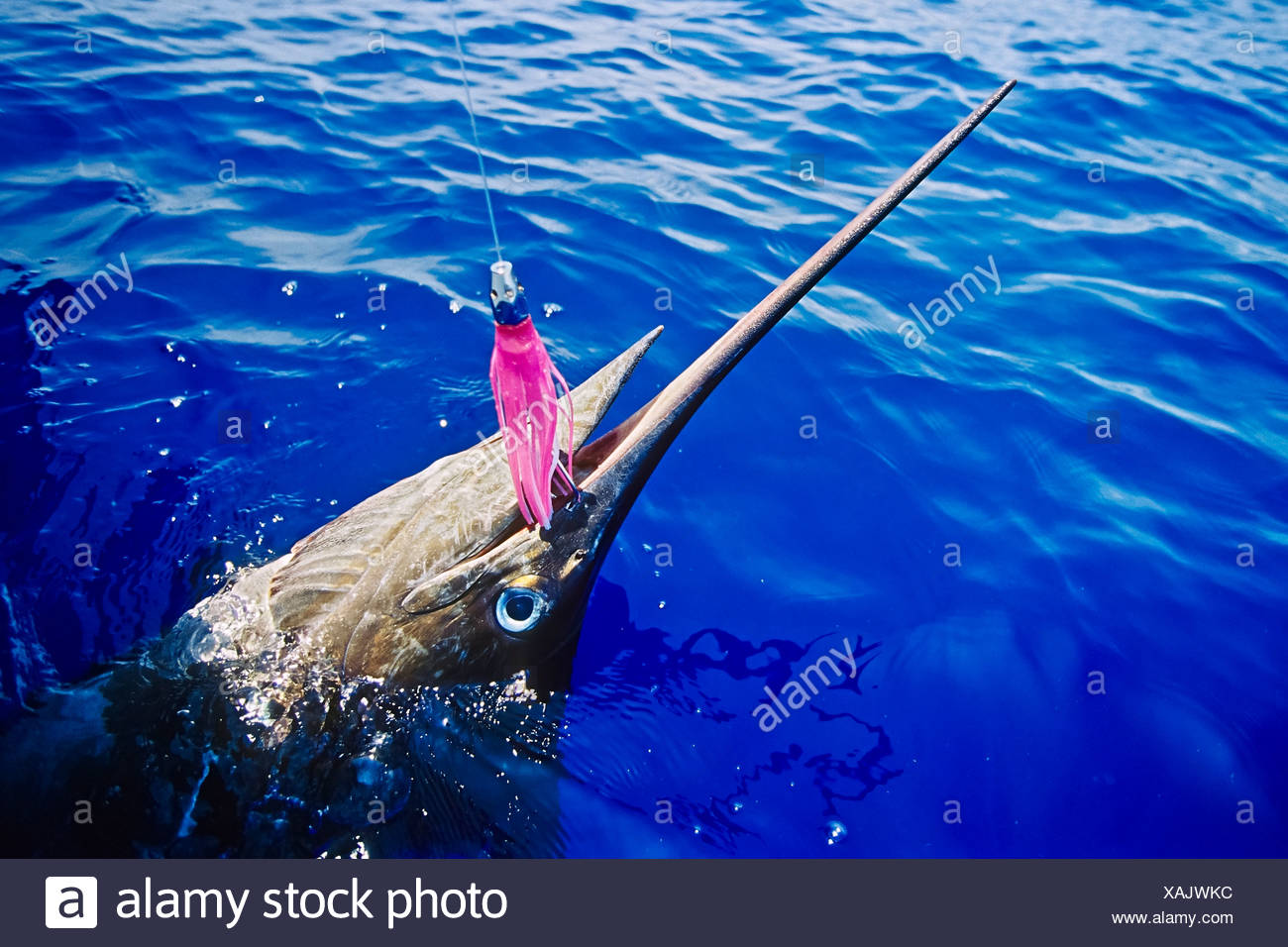 Marlin Fish Stock Photos & Marlin Fish Stock Images - Alamy