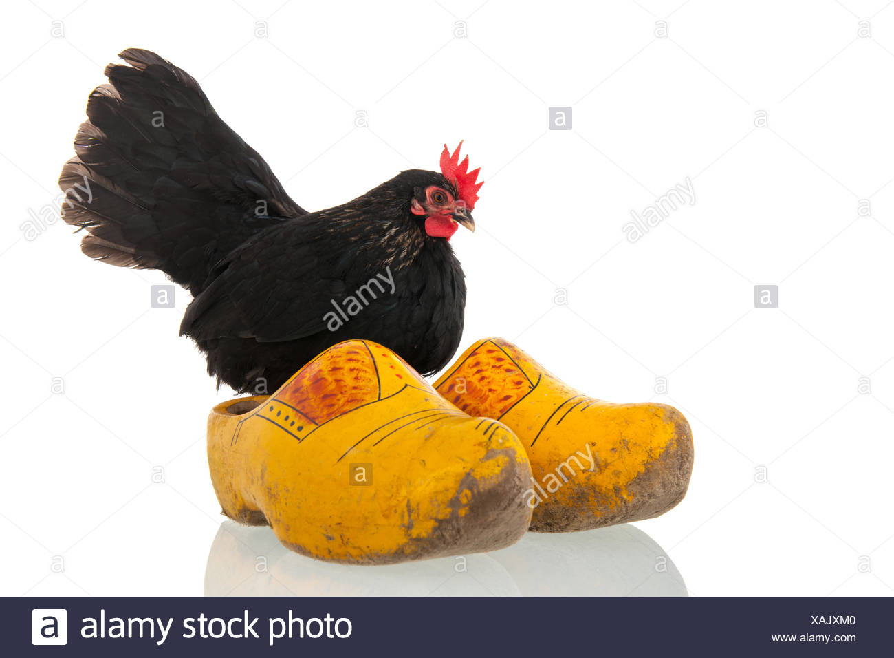 chicken clogs
