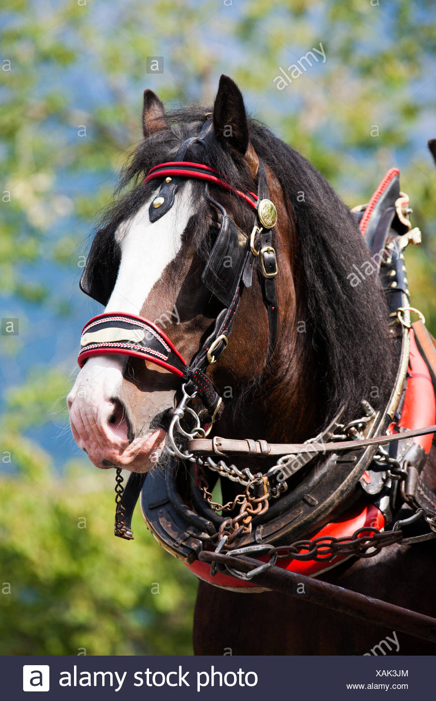 Horse Collar High Resolution Stock Photography and Images Alamy