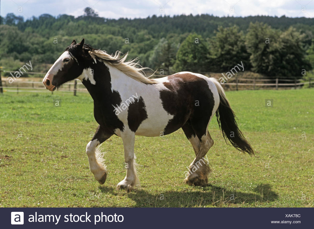 Irish Tinker High Resolution Stock Photography and Images Alamy