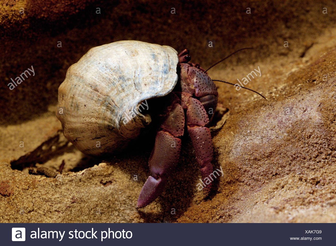 Land Hermit Crab High Resolution Stock Photography and Images - Alamy