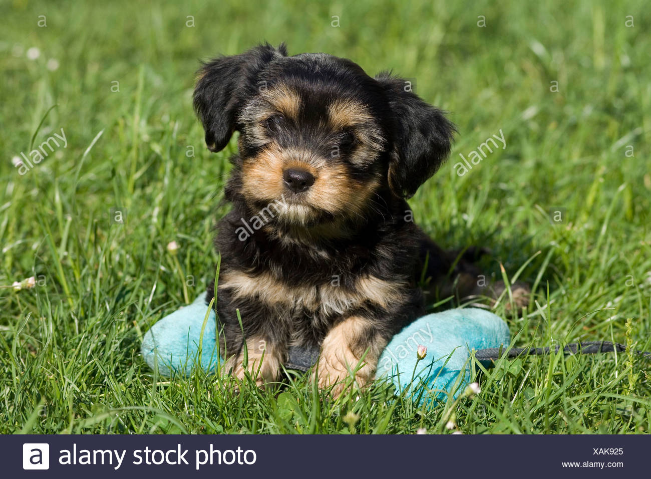 Mixed Breed Puppy Lying On A Bone Shaped Pillow North Tyrol