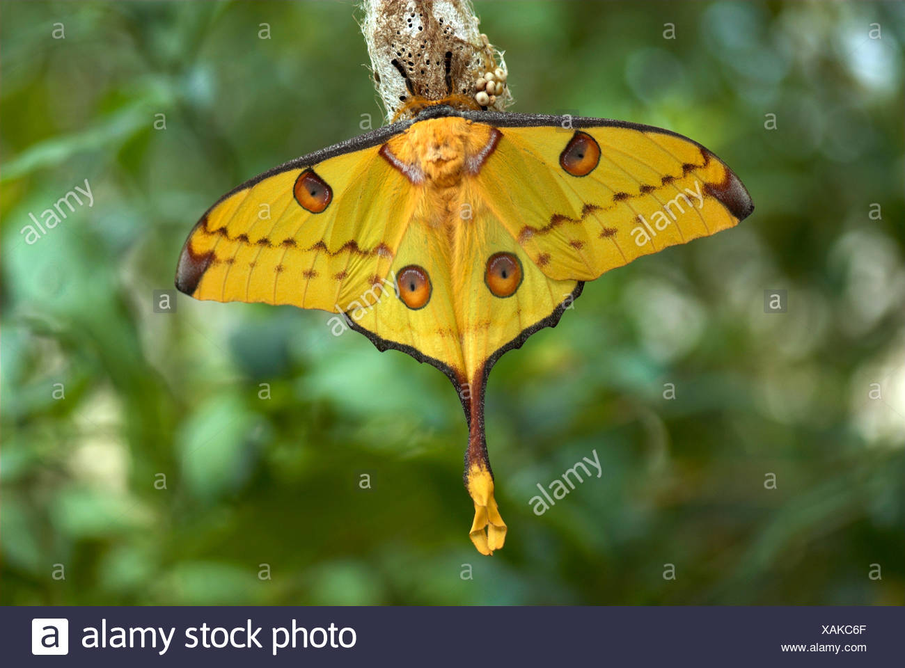 Saturniidae Family Of Moths High Resolution Stock Photography and ...