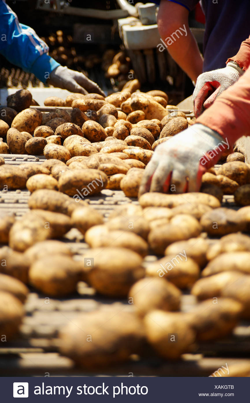 buy jersey royal potatoes