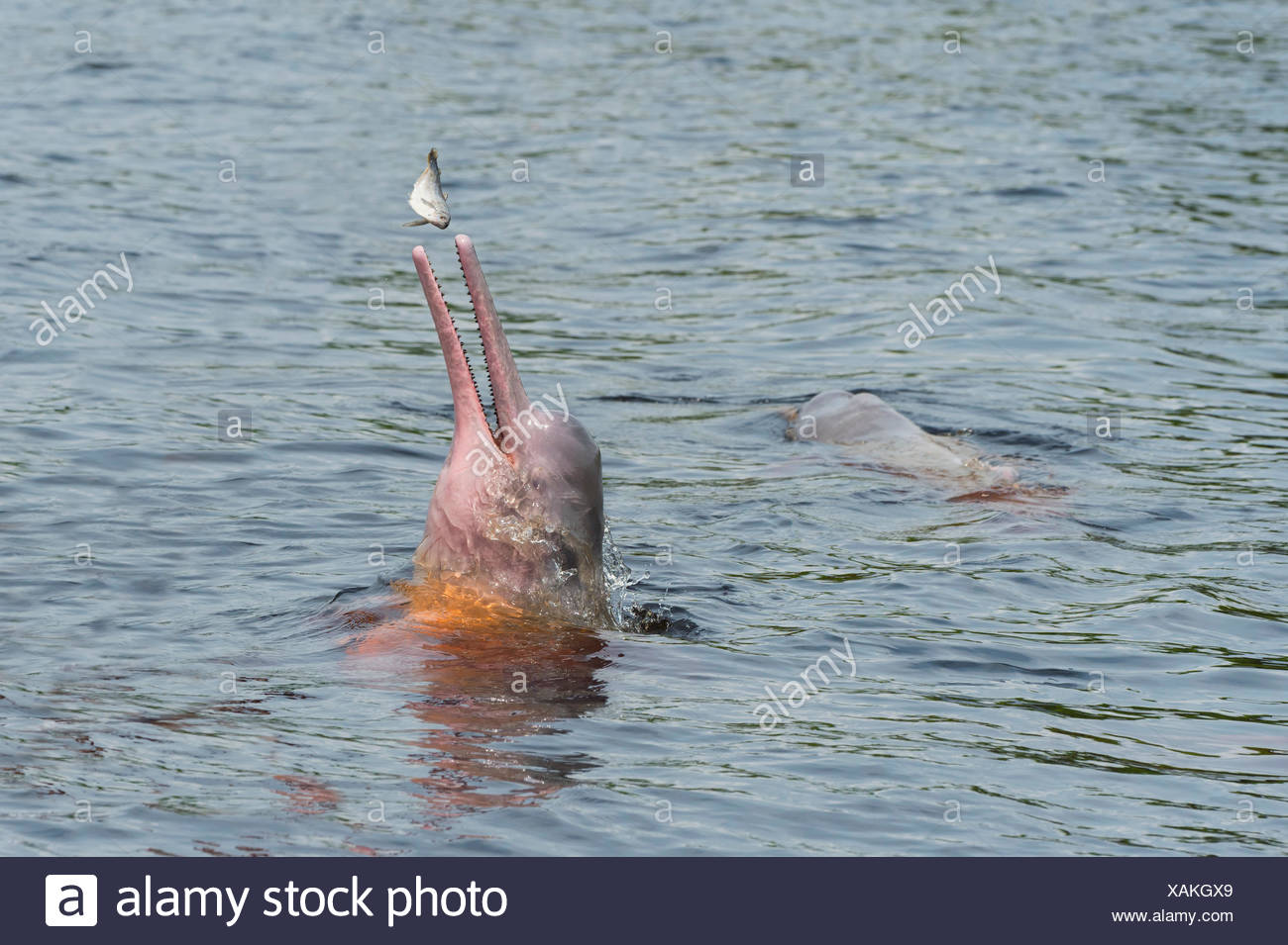 Hunting Amazon River Dolphin Or Pink Amazon Dolphin Inia Geoffrensis Rio Negro Manaus Amazon State Brazil Stock Photo Alamy