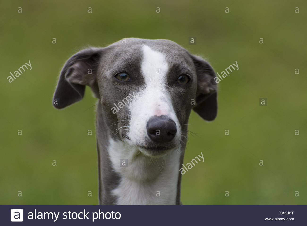 blue white whippet