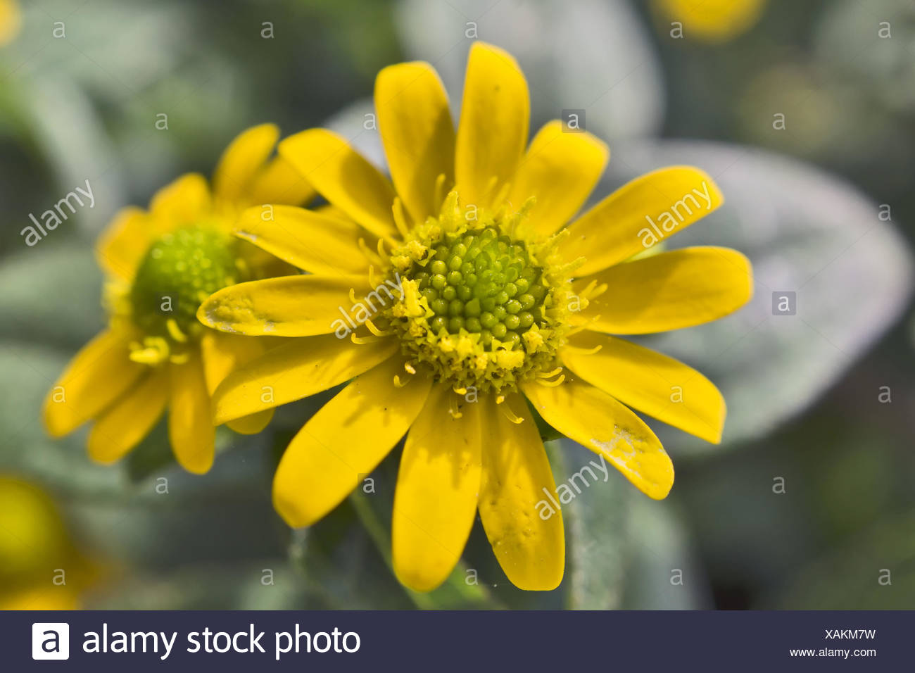 Mexican Creeping Zinnia Stock Photo Alamy