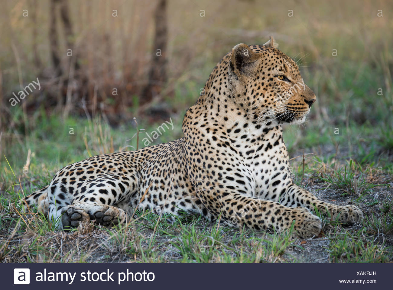 Leopard Sabie Sands High Resolution Stock Photography and Images - Alamy
