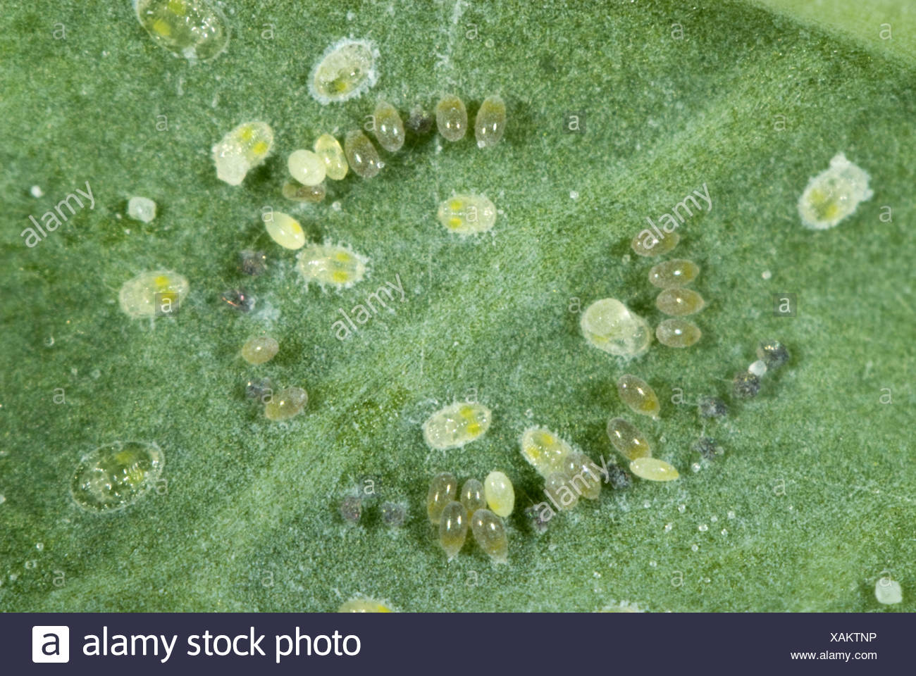 Aleyrodidae High Resolution Stock Photography and Images Alamy