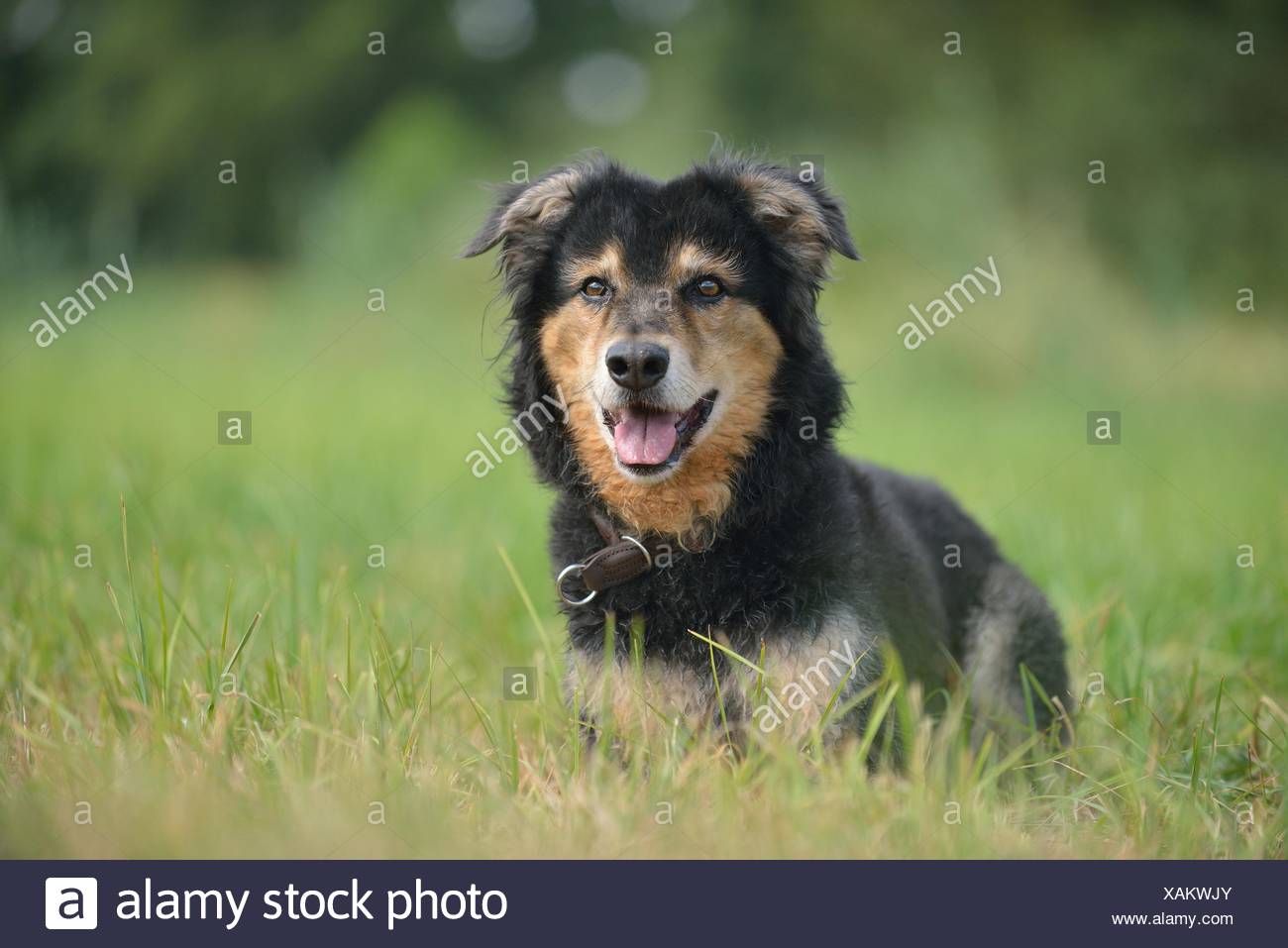 german herding dog