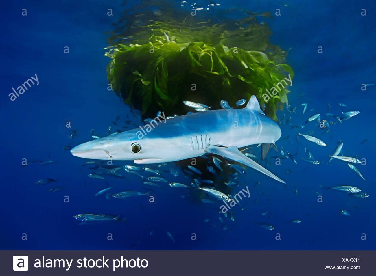 Blue Jack Mackerel High Resolution Stock Photography and Images Alamy