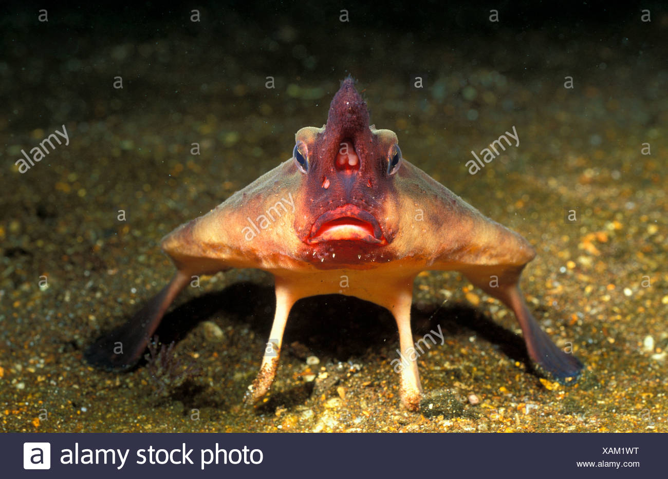 Red Lipped Batfish High Resolution Stock Photography and Images Alamy
