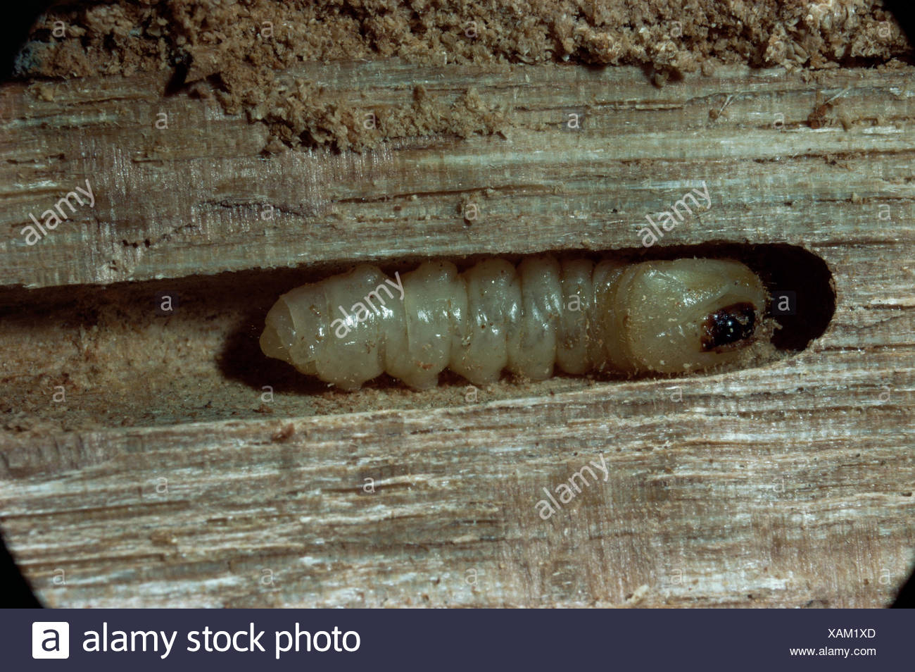 Longhorn Wood Boring Beetle High Resolution Stock Photography and ...