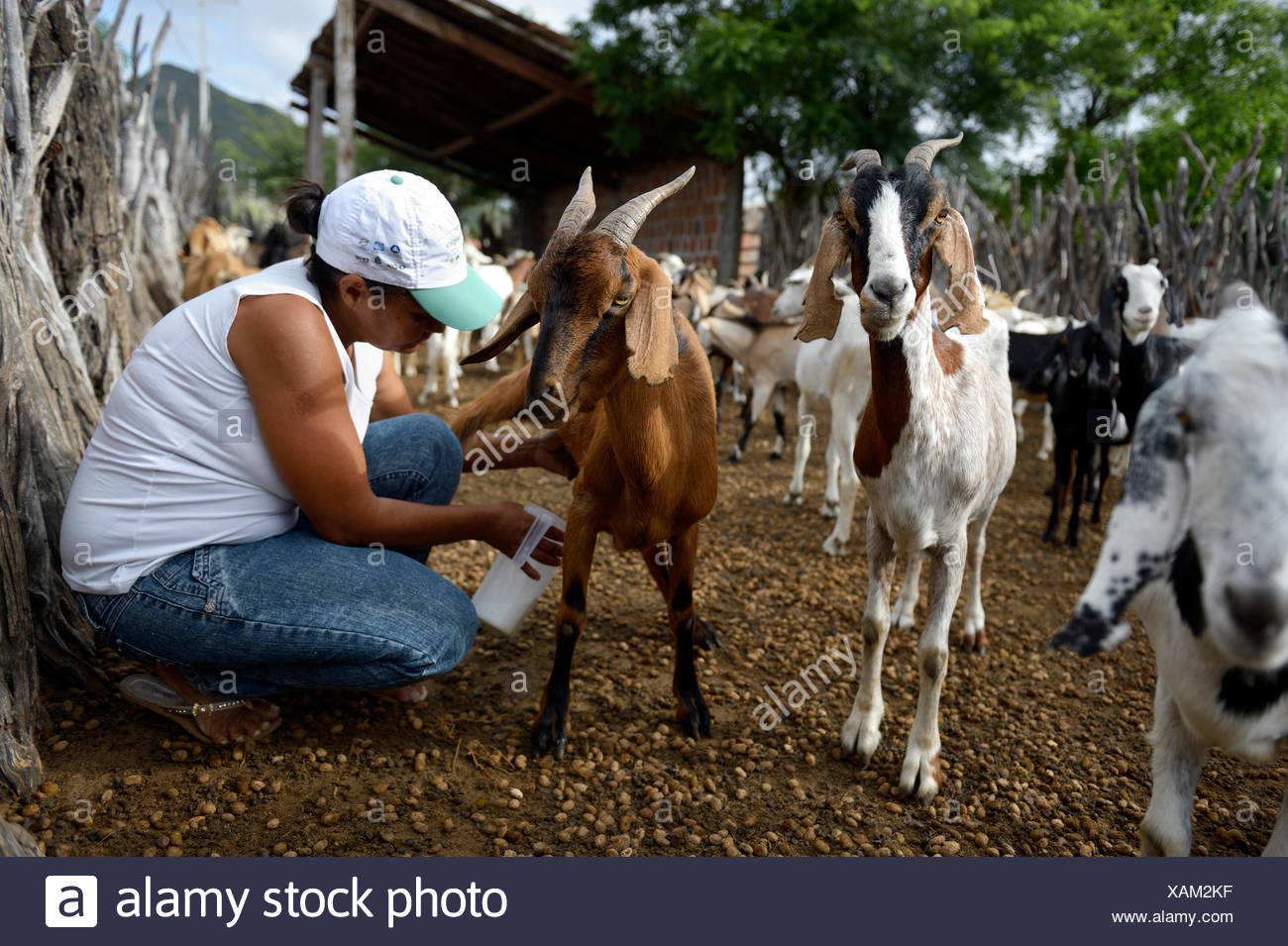 Uauá Bahia fonte: c8.alamy.com