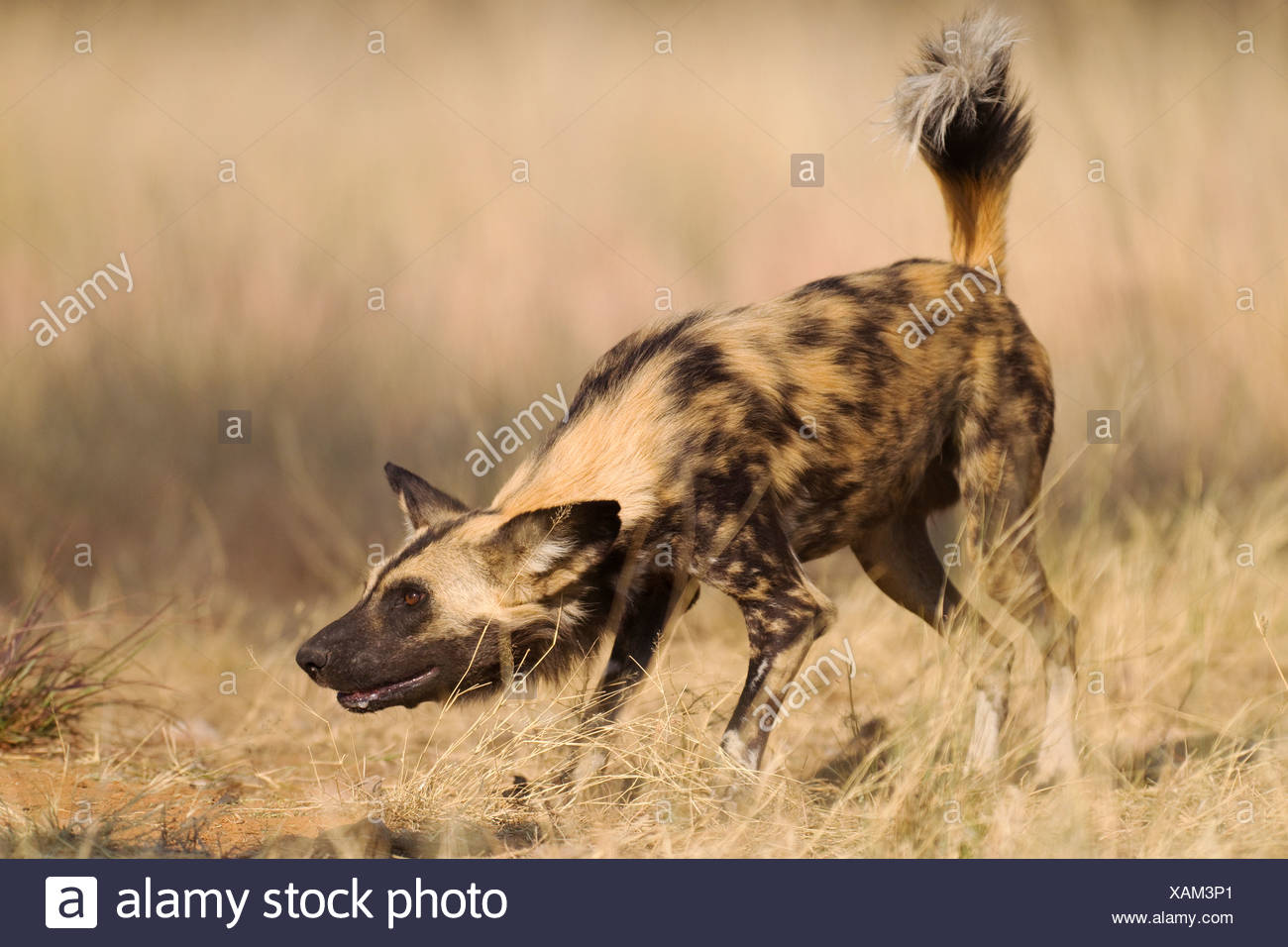 Animal African Wild Dogs African Wild Dog Animals Animal Canoidea High