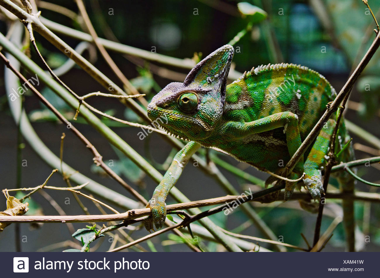 Yemen Chameleon Or Veiled Chameleon Chamaeleo Calyptratus