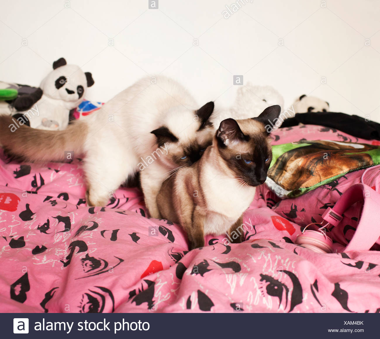 Siamese Cats Stock Photos & Siamese Cats Stock Images Alamy