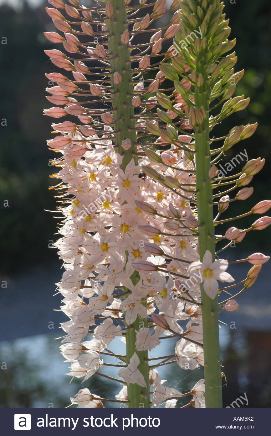 Foxtail Lily High Resolution Stock Photography and Images - Alamy