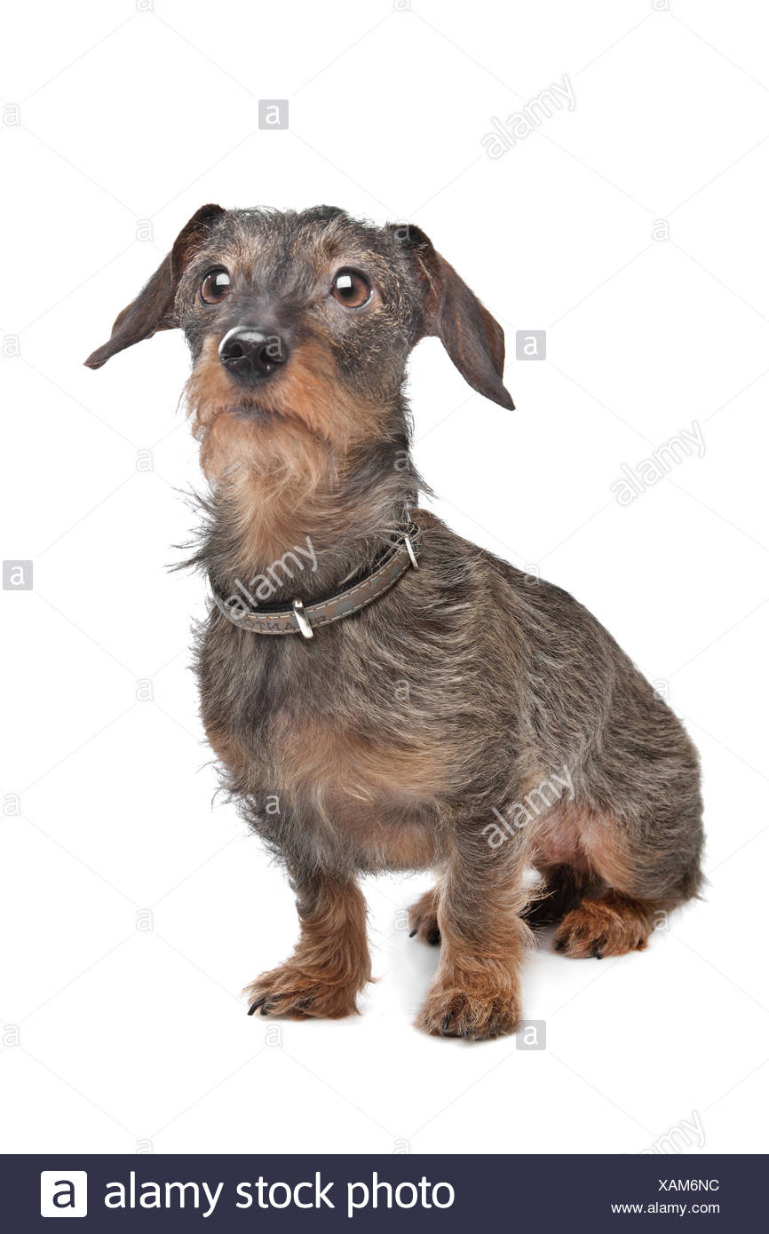 kaninchen dachshund for sale