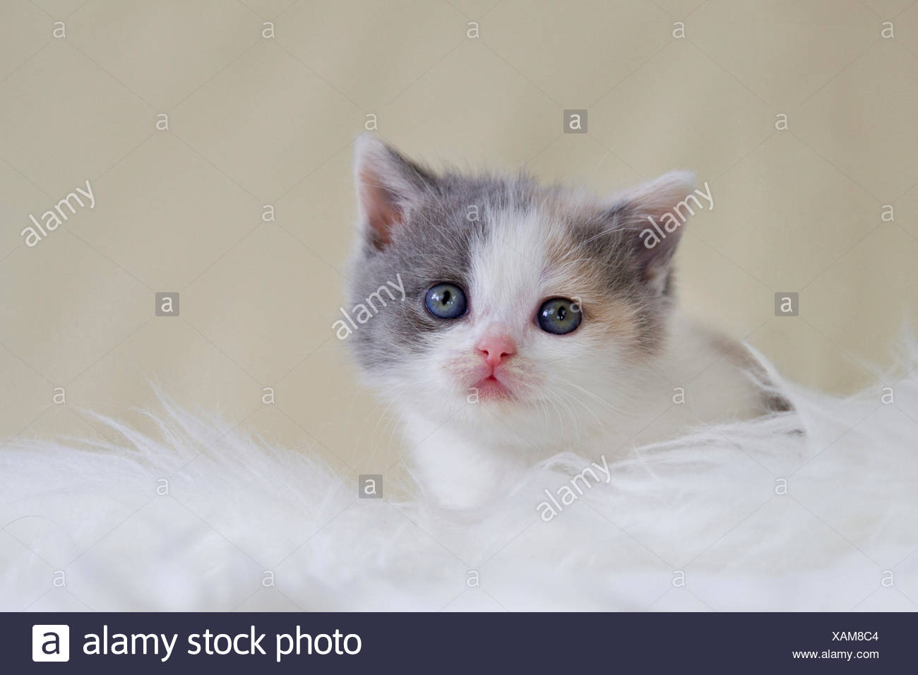 British Shorthair Kitten White Sheep Skin Studio Picture Stock