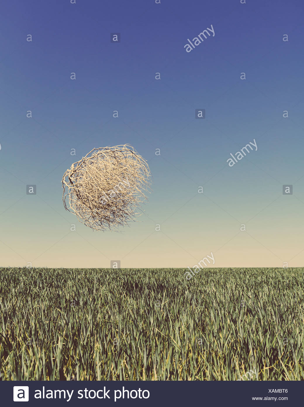 Tumbleweed Stock Photos & Tumbleweed Stock Images Alamy